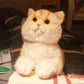 British Short Hair Cat,Golden fur - Chongker