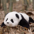 Load image into Gallery viewer, Red Panda Weighted Plush – Snuggle Toy for Stress Relief

