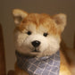 Akita Dog - Chongker