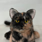 Tortoiseshell Cat Shorthair Order to Make