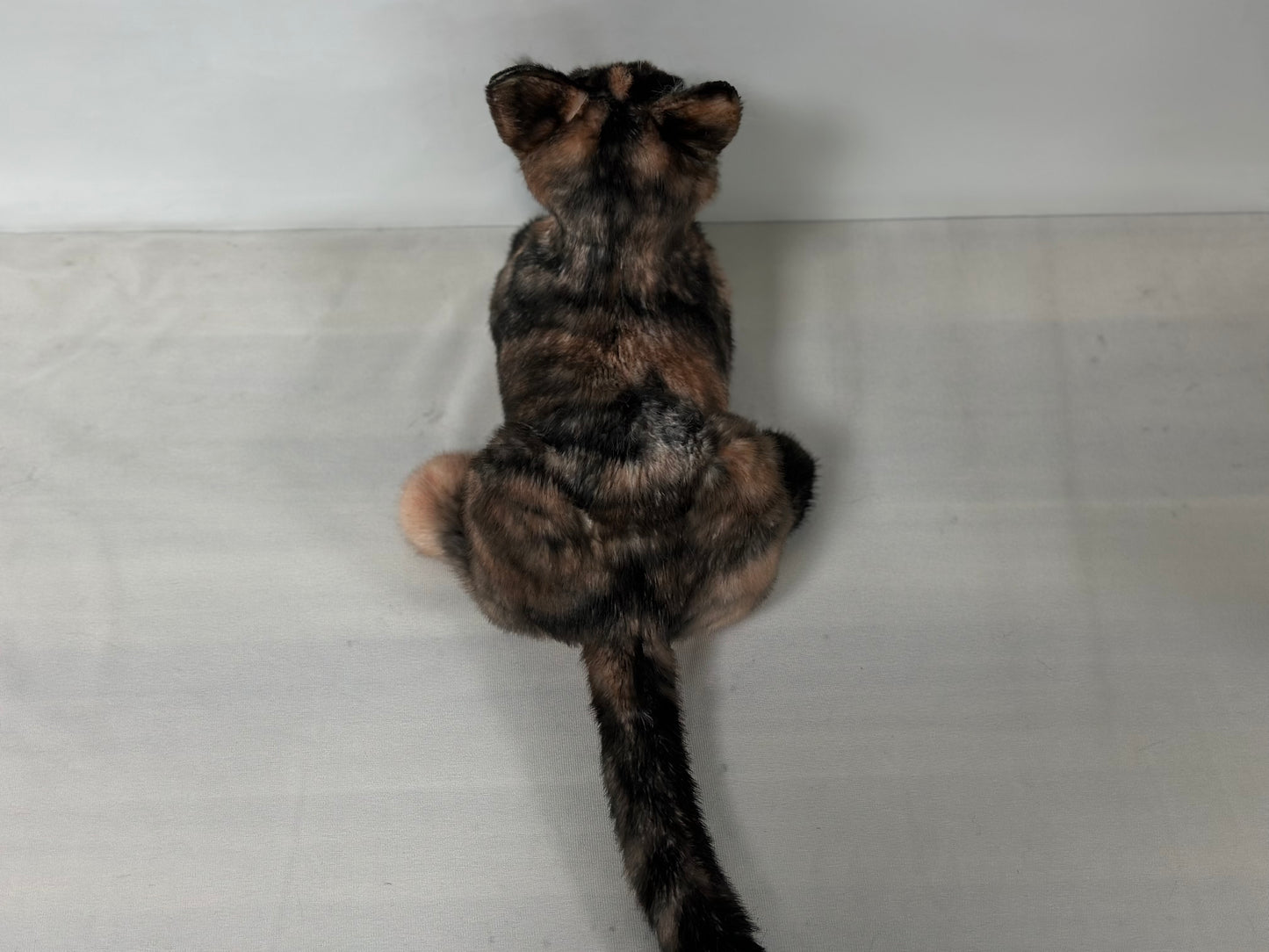 Tortoiseshell Cat Shorthair Order to Make