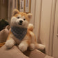 Akita Dog - Chongker