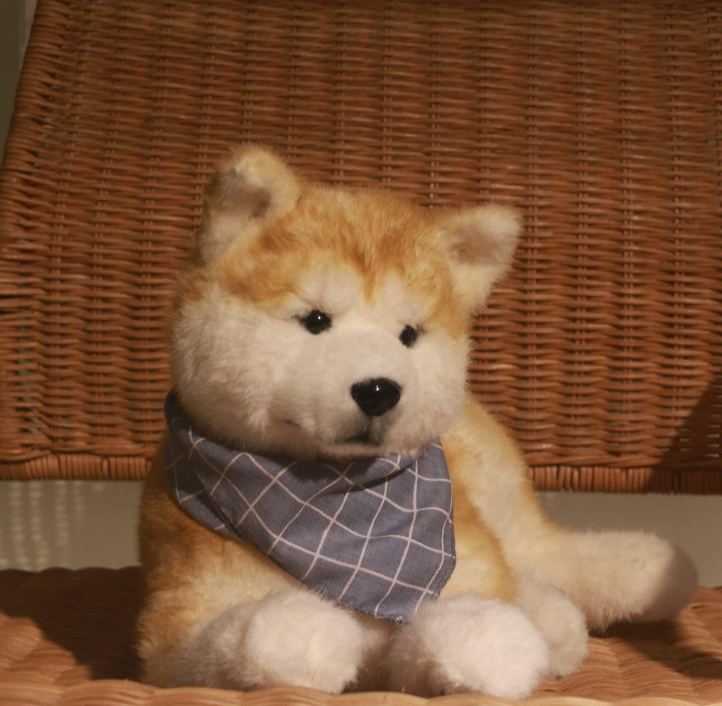 Akita Dog - Chongker
