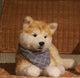 Akita Dog - Chongker