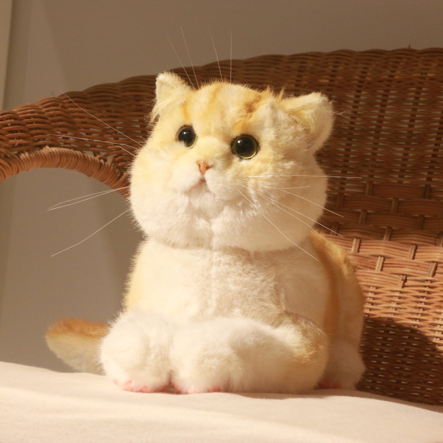 British Short Hair Cat,Golden fur