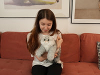  Peluche de gato británico plateado de pelo corto