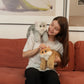 Golden British Shorthair Cat Plush