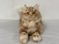 Załaduj obraz do przeglądarki galerii, Ginger Cat Longhair Plush MADE-TO-ORDER
