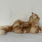 Ginger Cat Longhair Plush MADE-TO-ORDER