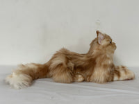 Plush Ginger Cat Longhair Weighted-Handmade Life-Size Companion & Pet Memorial