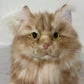 Ginger Cat Longhair Plush MADE-TO-ORDER