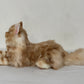 Ginger Cat Longhair Plush MADE-TO-ORDER