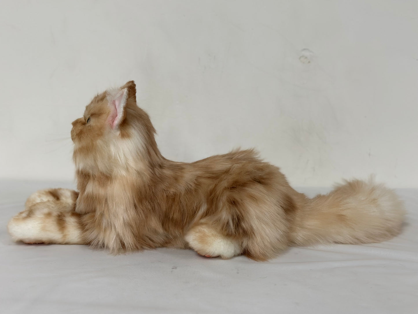 Ginger Cat Longhair Order to Make