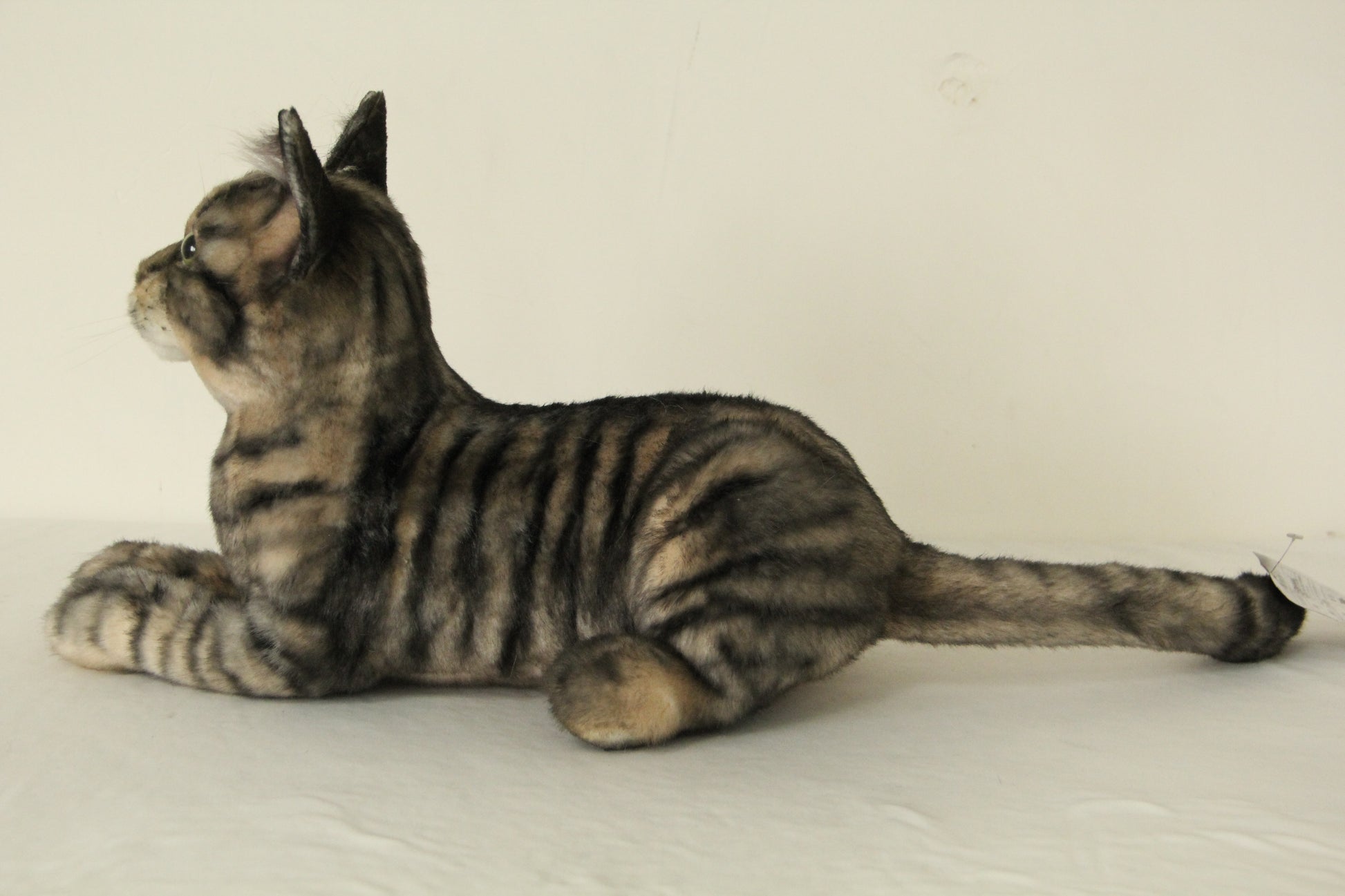 NO.42 black striped cat - Chongker