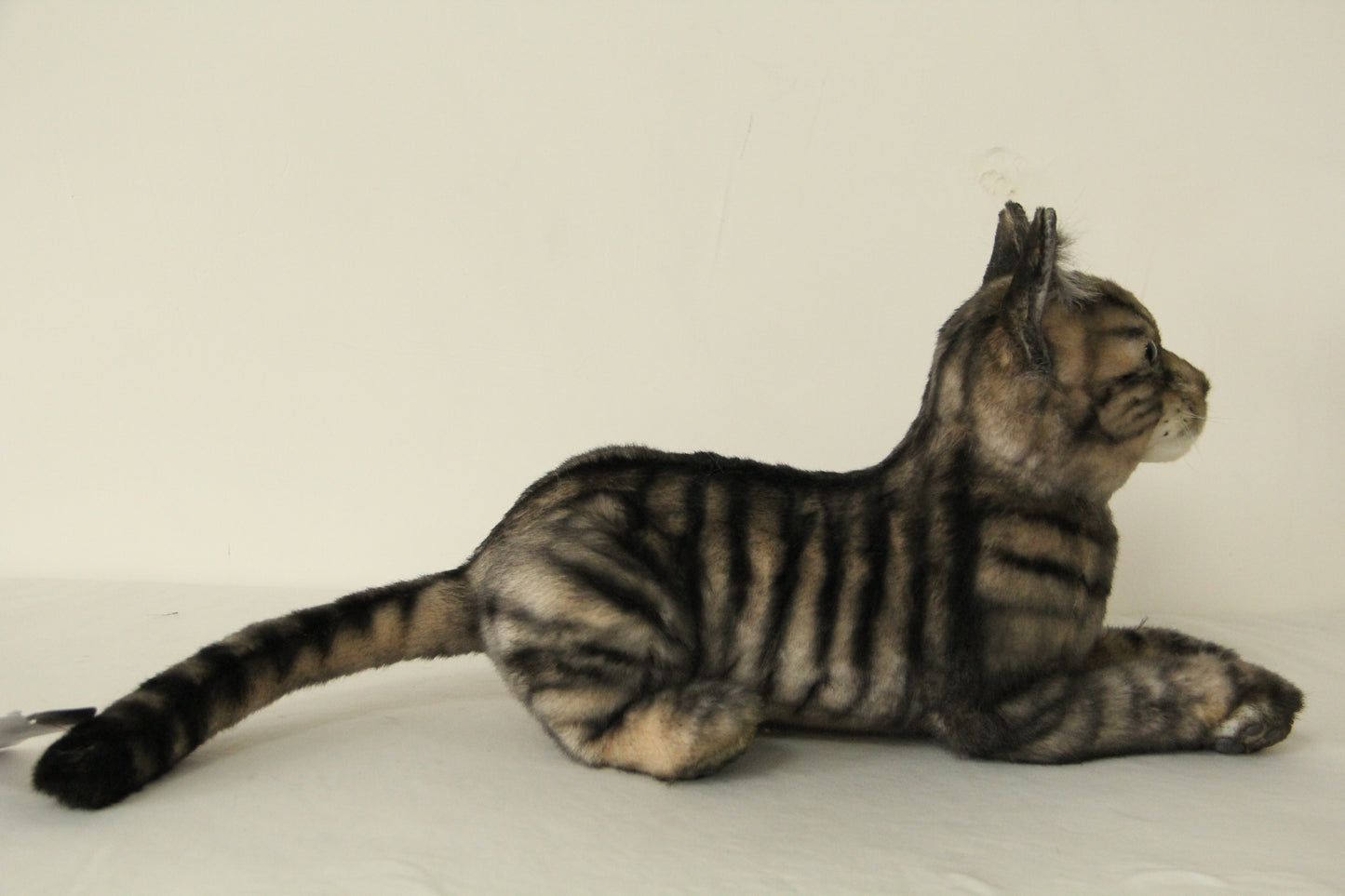 NO.42 black striped cat