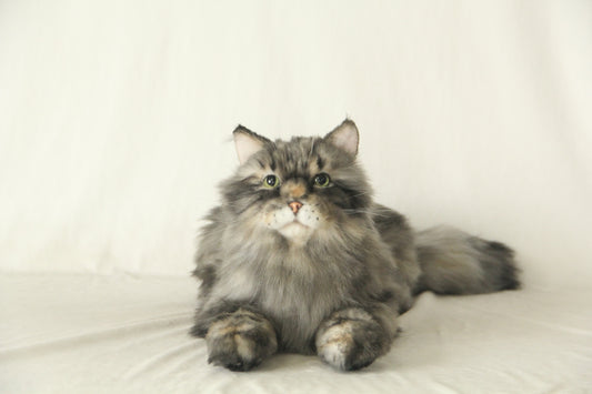 NO.51 Gray long haired cat 3LB/1.4KG