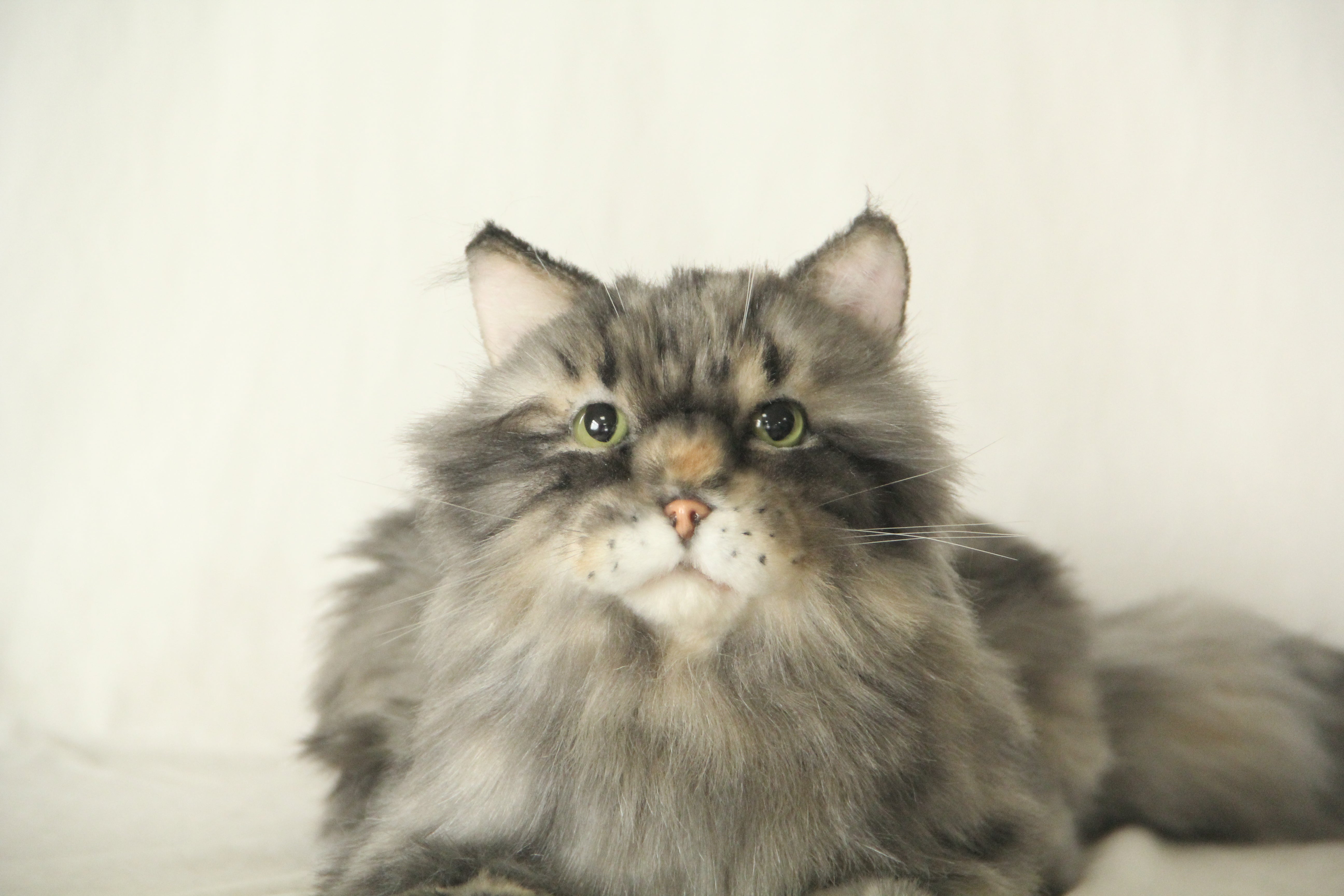 NO.51 Gray long haired cat 3LB/1.4KG