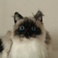 Siamese Cat Longhair MADE-TO-ORDER