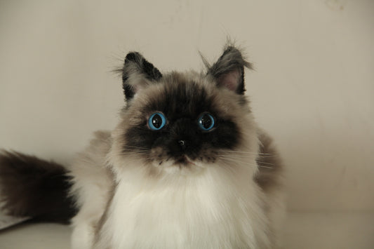 Siamese Cat Longhair Order to Make