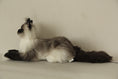 Załaduj obraz do przeglądarki galerii, Siamese Cat Longhair MADE-TO-ORDER
