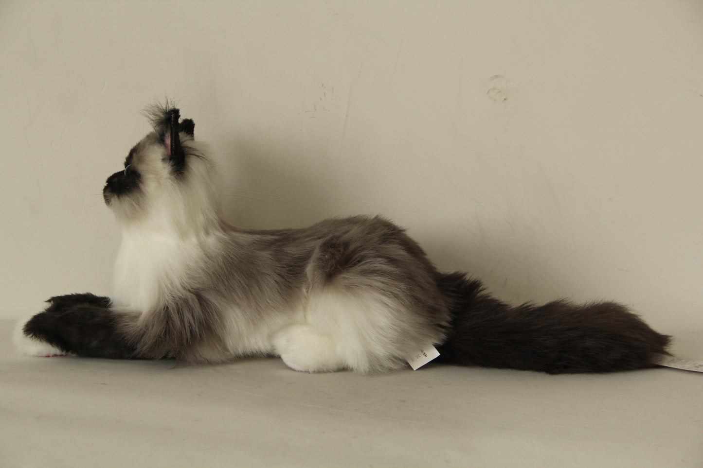 Siamese Cat Longhair Order to Make