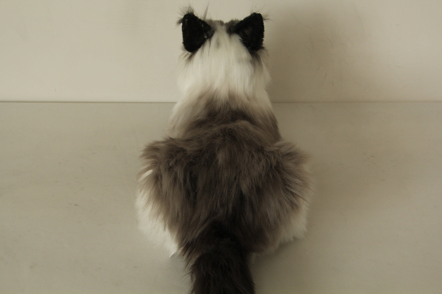 Siamese Cat Longhair Order to Make