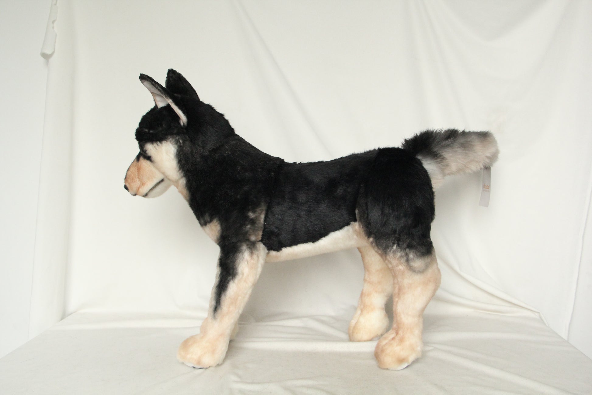 NO.36 55cm Jindo dog - Chongker