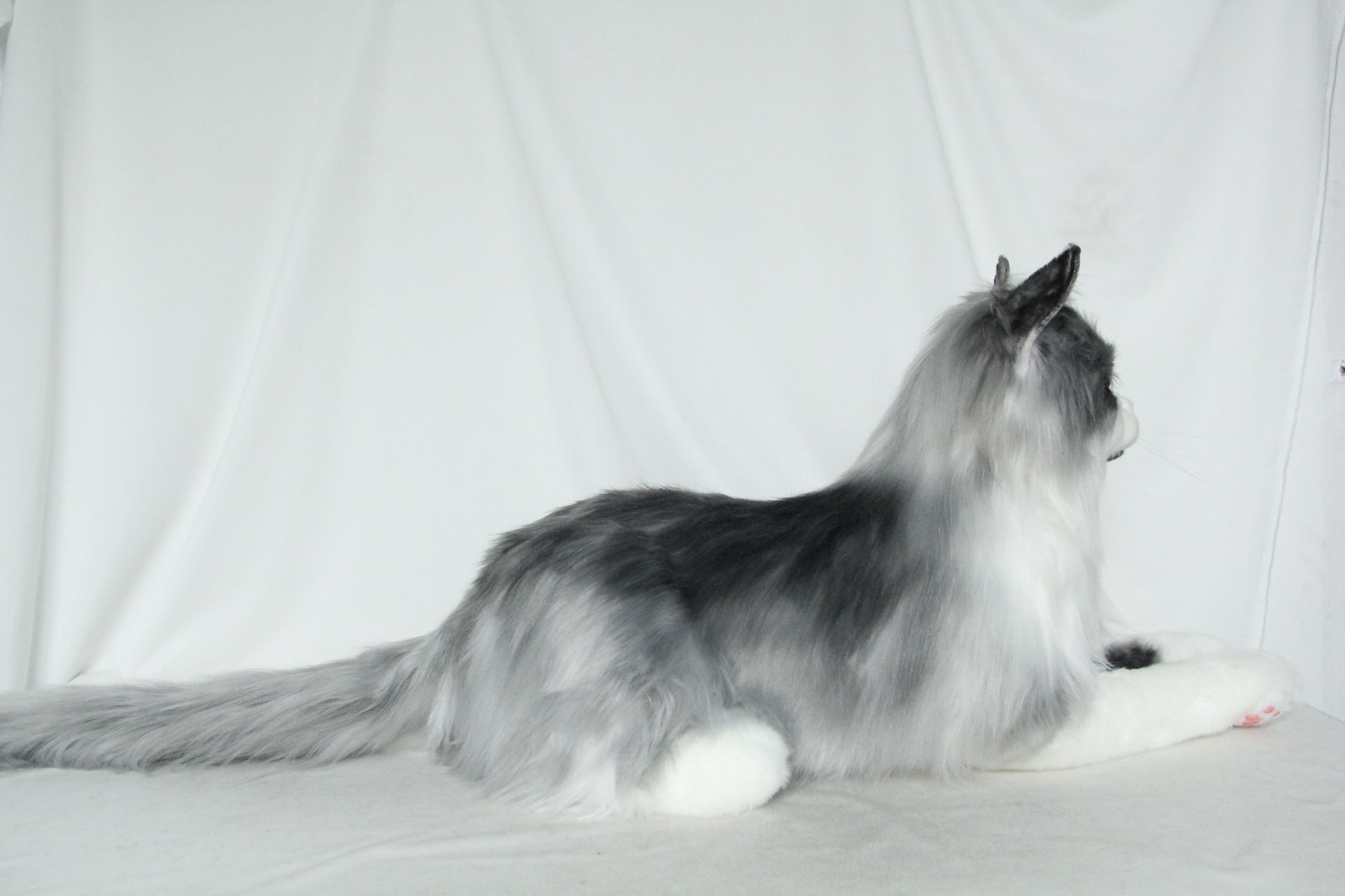 NO.37 55cm Long-haired gray cat in lying position - Chongker