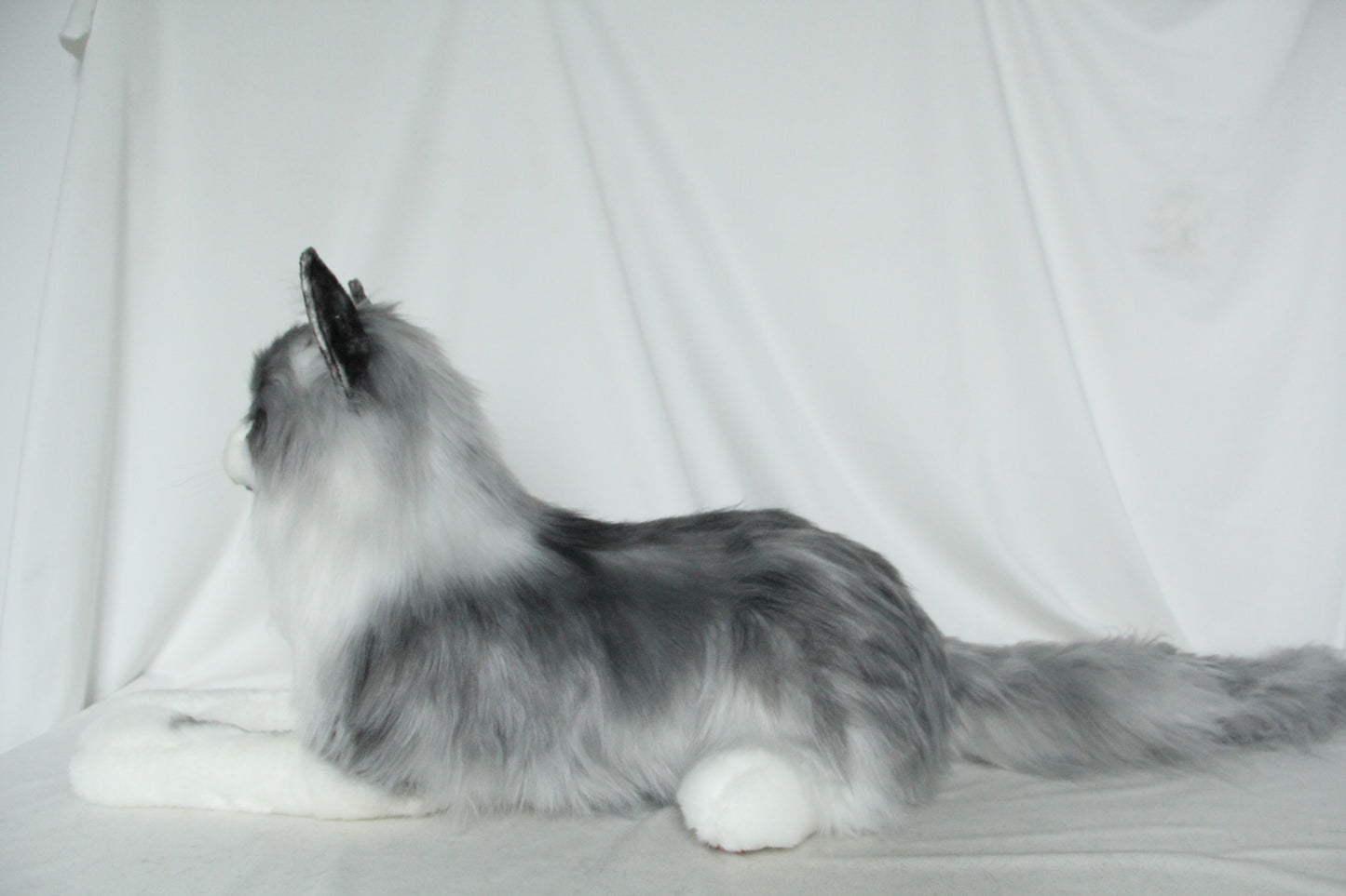 NO.37  55cm  Long-haired gray cat in lying position
