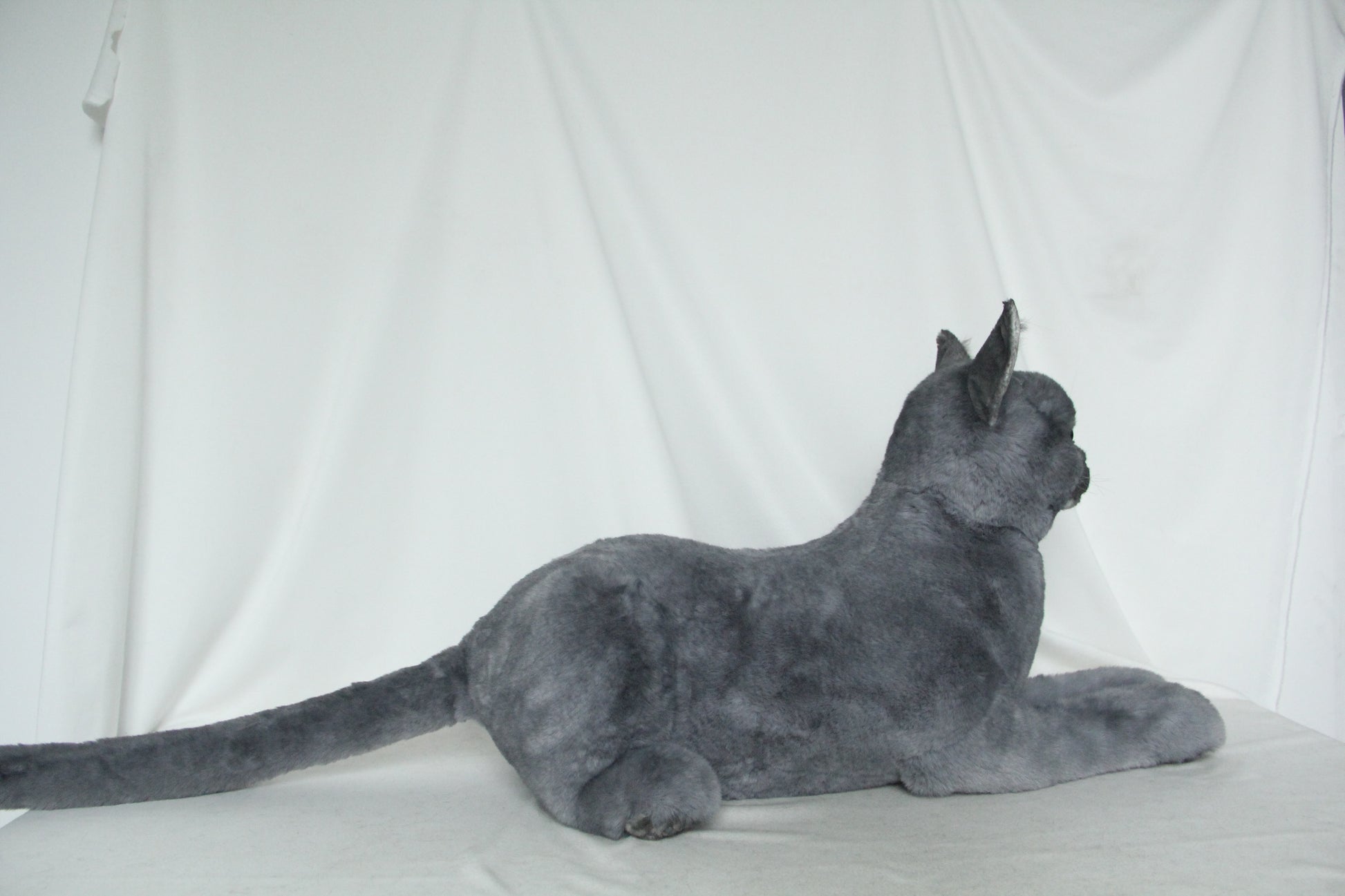 NO.34 55cm British shorthair - Chongker