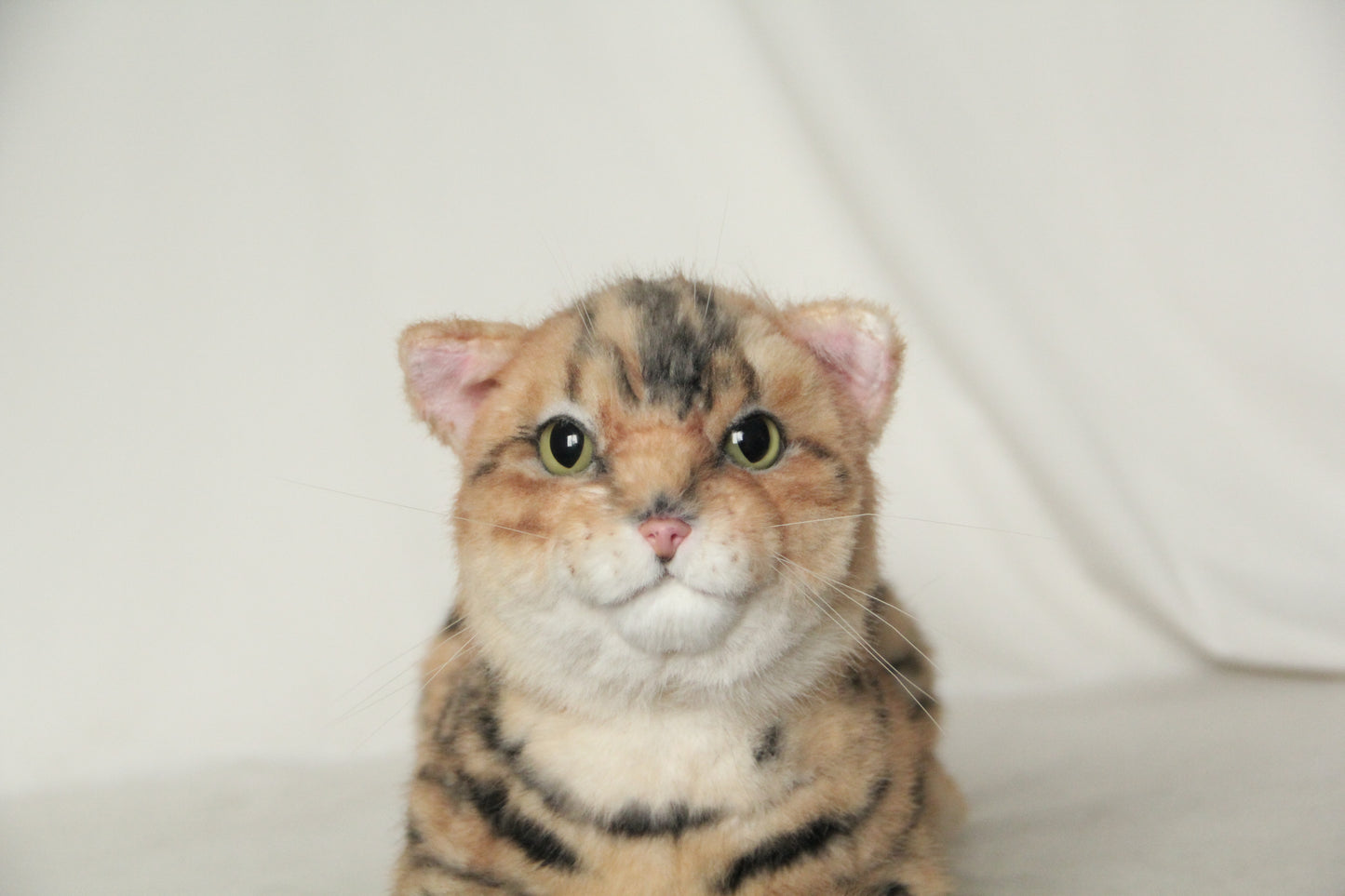 NO.39 1.5kg Leopard Cat - Chongker