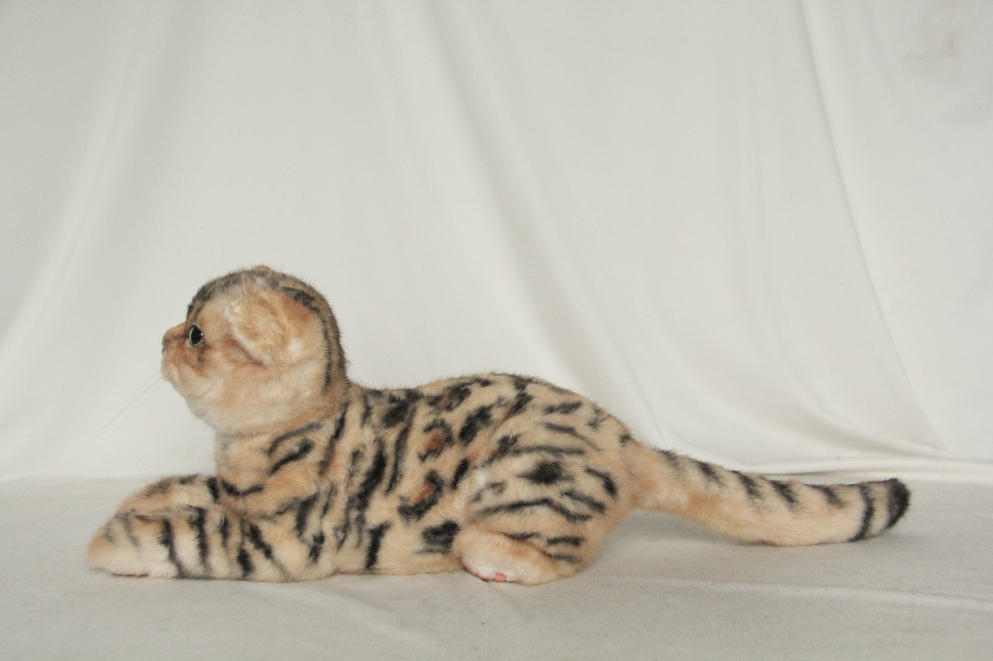 NO.39 1.5kg Leopard Cat - Chongker
