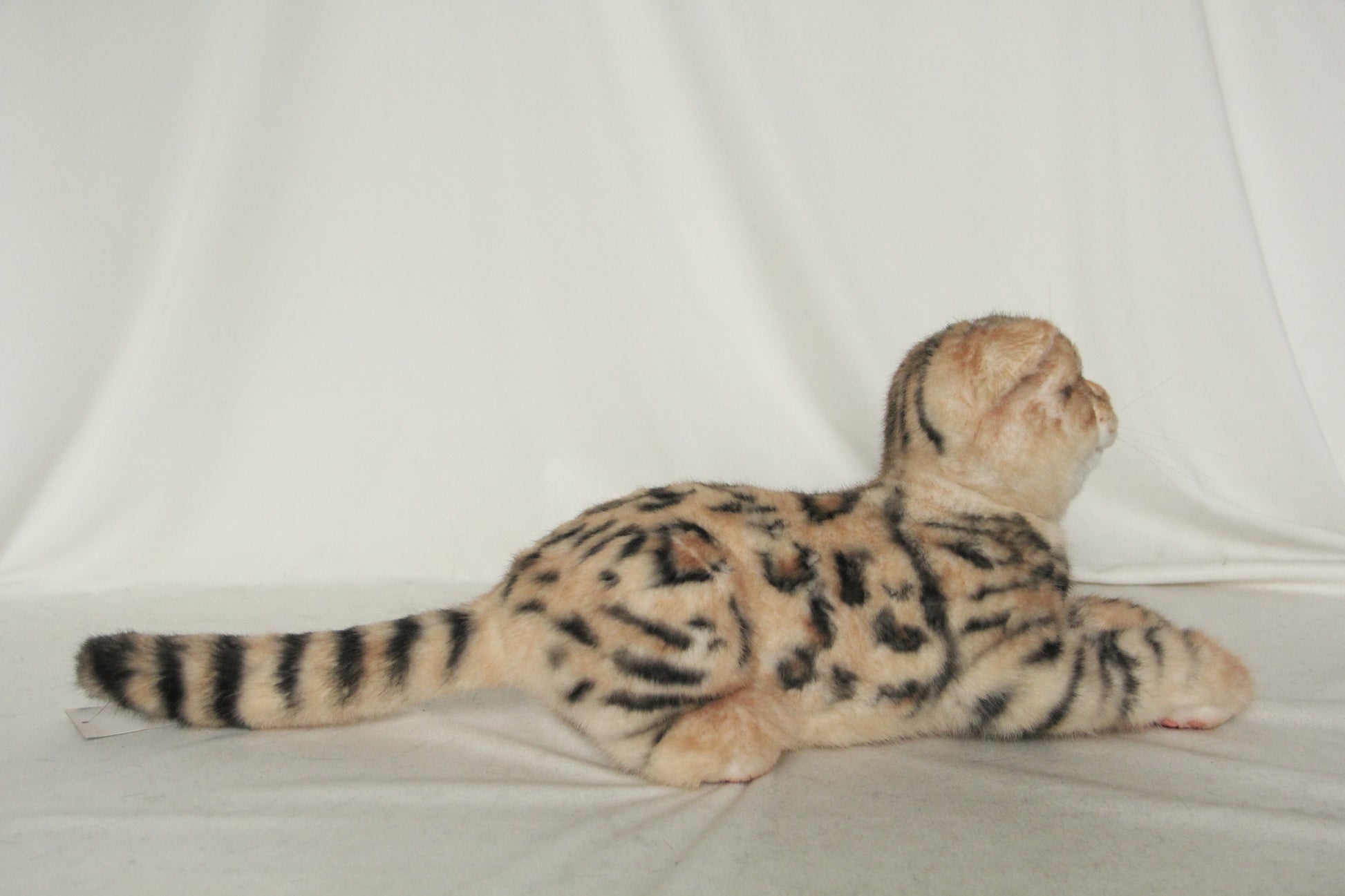 NO.39 1.5kg Leopard Cat - Chongker