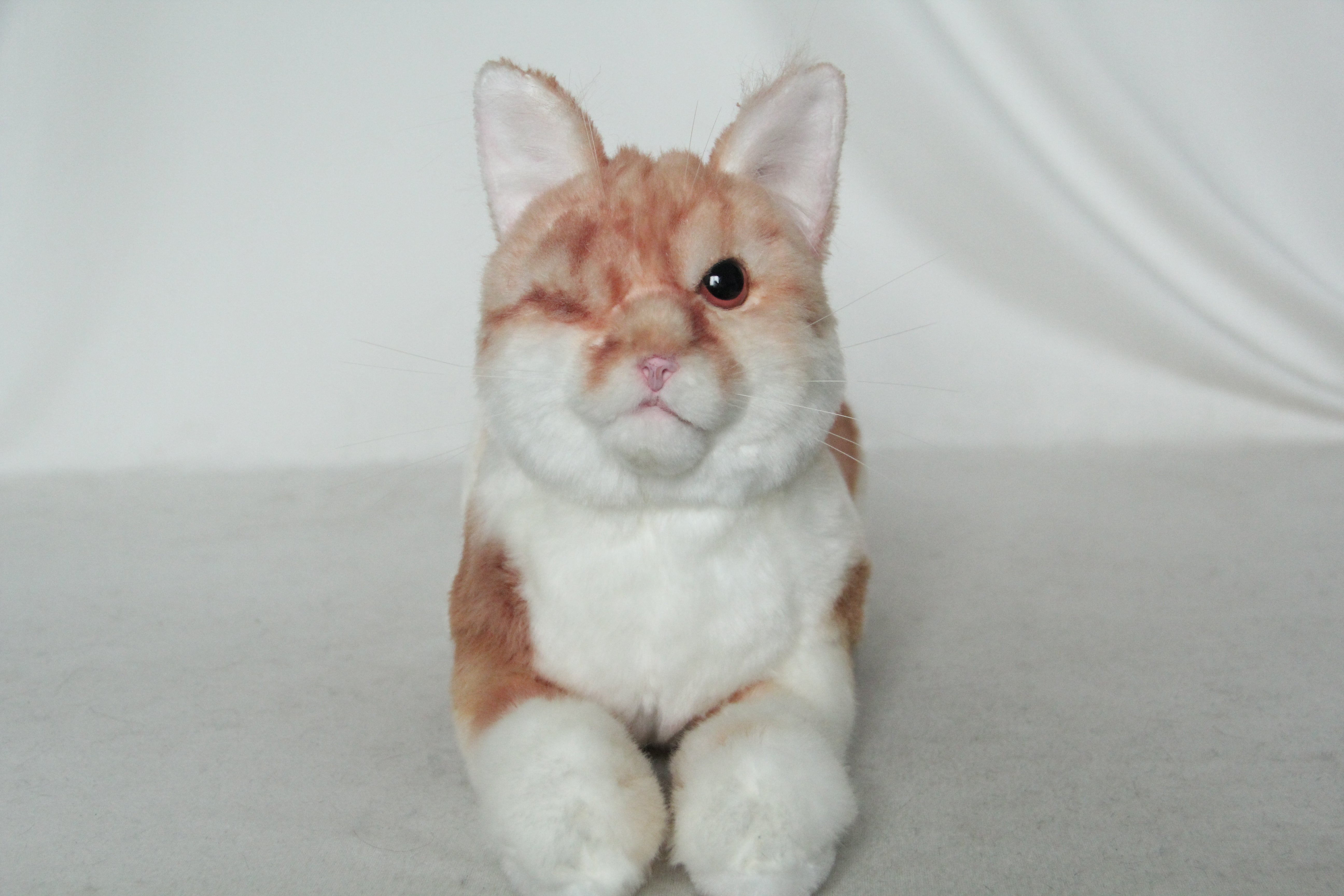 NO.33 Special orange cat - Chongker