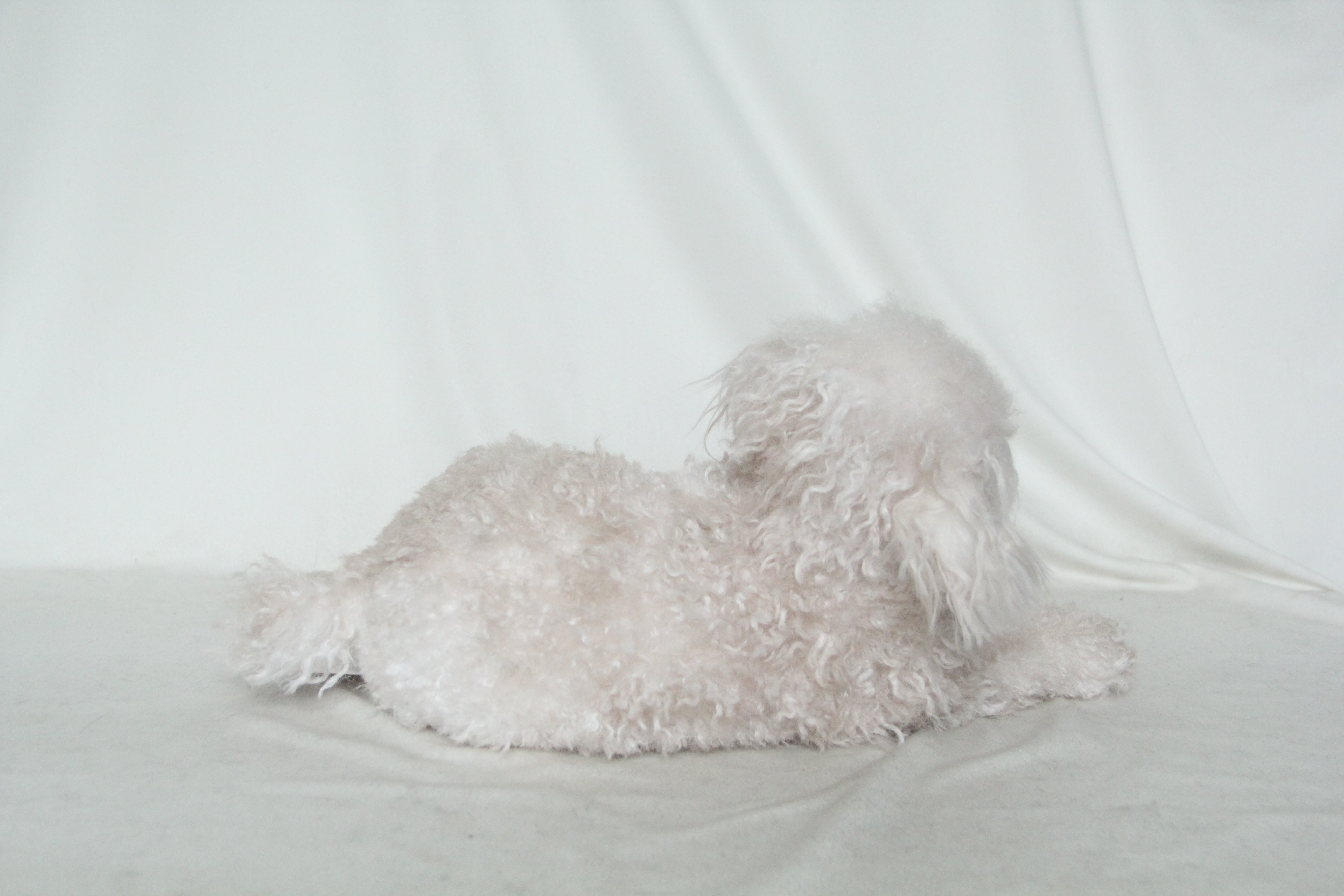 NO.35 Light brown puppy in lying position - Chongker