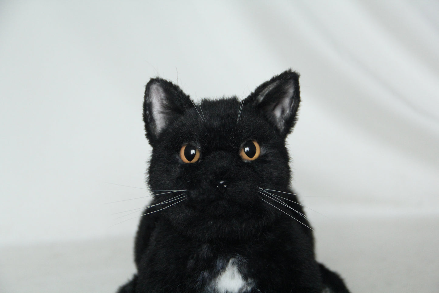NO.40 Black Shorthair Cat