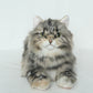 Li-Hua Cat Longhair Order to Make