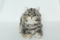 Load image into Gallery viewer, Li-Hua Cat Longhair Order to Make
