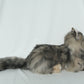 Li-Hua Cat Longhair Order to Make