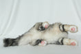 Load image into Gallery viewer, Li-Hua Cat Longhair Order to Make
