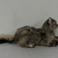 American Tabby Cat Longhair Order to Make