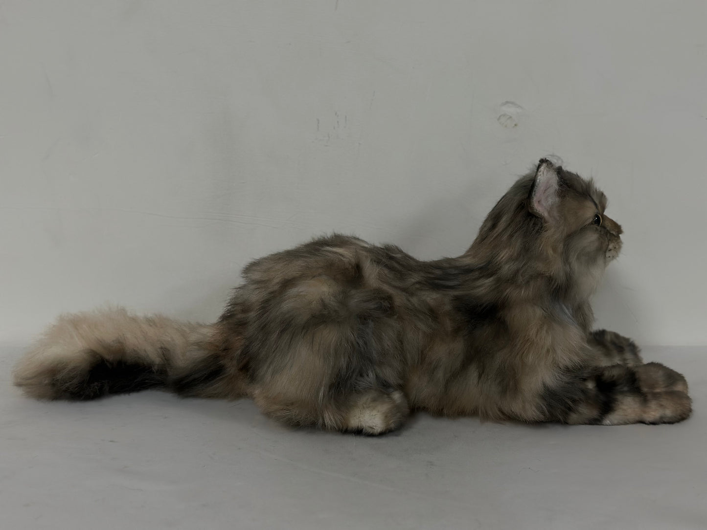 American Tabby Cat Longhair Order to Make