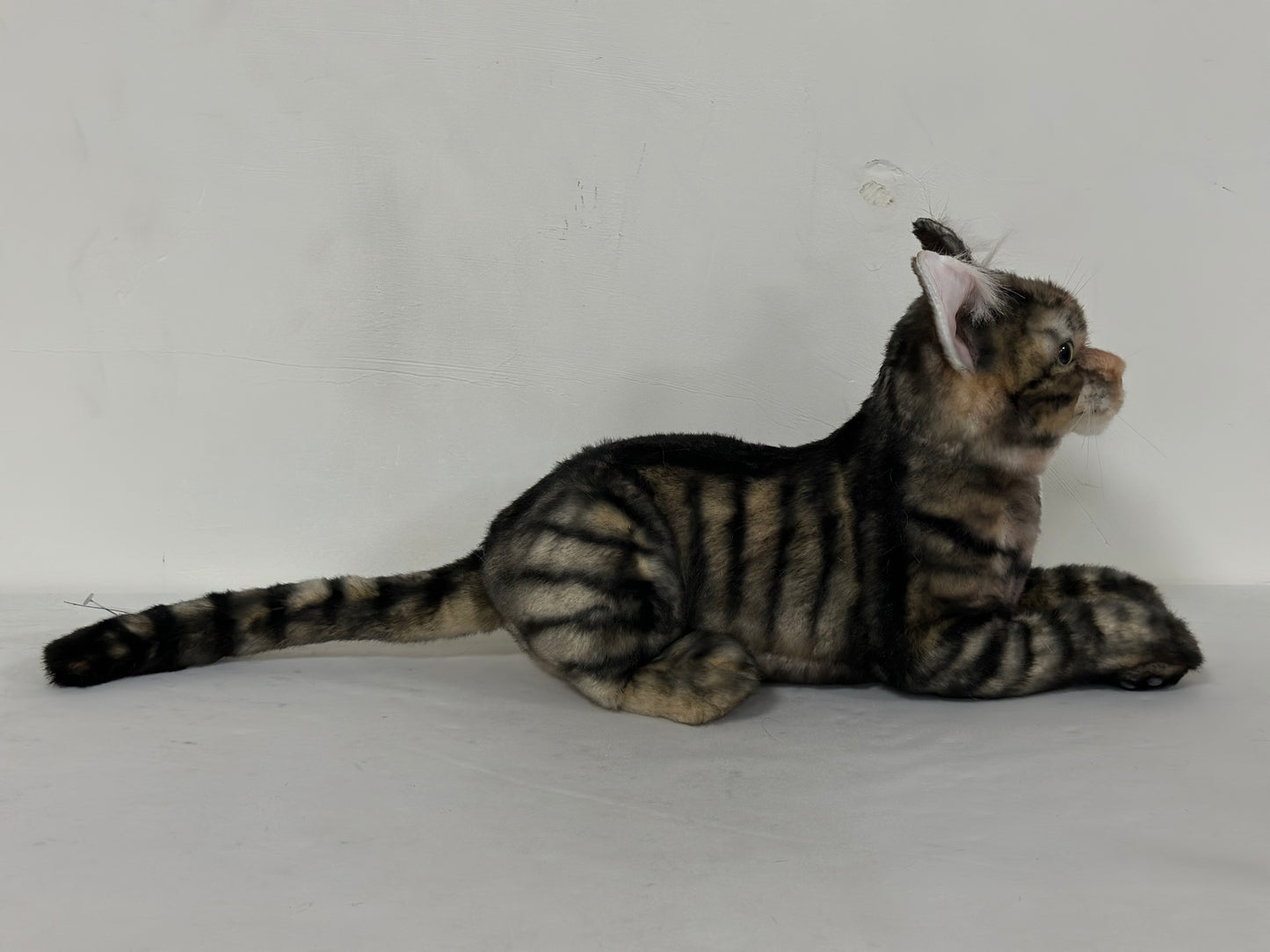 NO.52 black striped cat