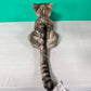 American Shorthair Order to Make