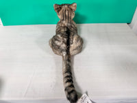 Plüsch American Shorthair Gewichtet-Handgefertigt Lebensgroßer Begleiter & Haustier-Gedenkfigur
