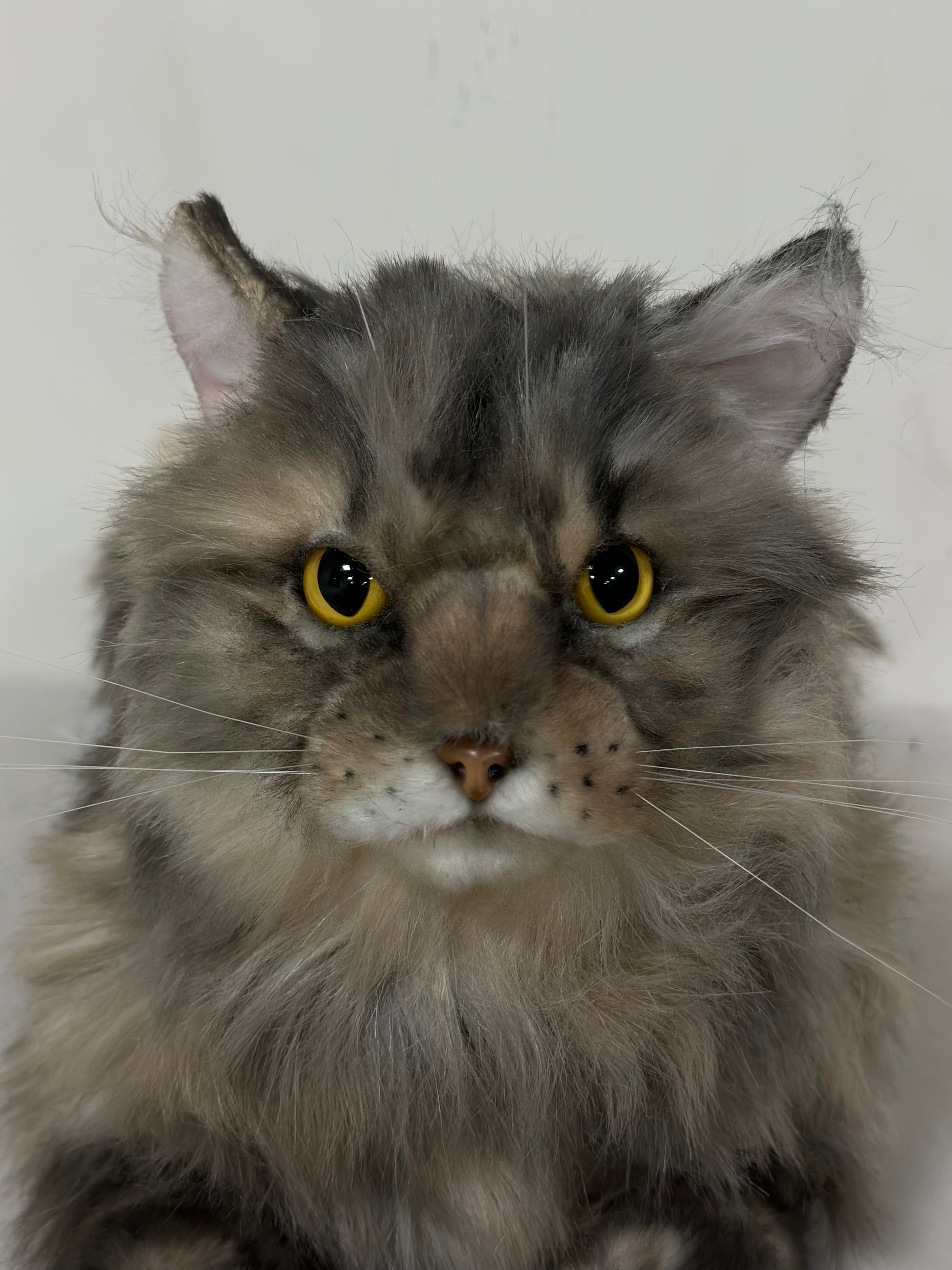Domestic Cat Gray Long Haired Tabby Cat Long Haired Grey Tabby Cat