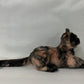 Tortoiseshell Cat Shorthair Order to Make