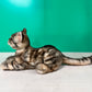 American Shorthair Order to Make