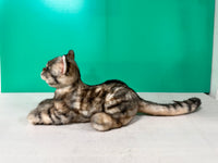 Plüsch American Shorthair Gewichtet-Handgefertigt Lebensgroßer Begleiter & Haustier-Gedenkfigur