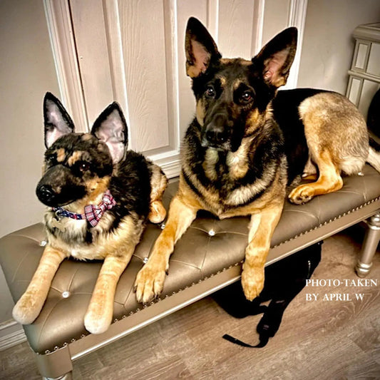 Custom Pet Plush from Photo – Memorial Keepsake for Dogs & Cats